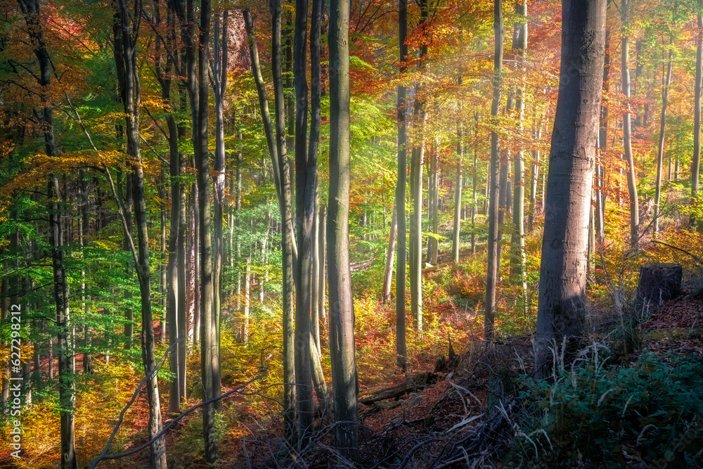 Fototapeta premium schräge Sonnenstrahlen durch einen bunten Laubwald im Herbst