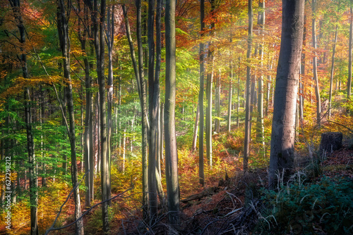 schr  ge Sonnenstrahlen durch einen bunten Laubwald im Herbst