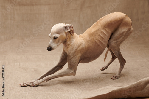 Portrait of Italian Greyhound male dog posing isolated on beige studio background