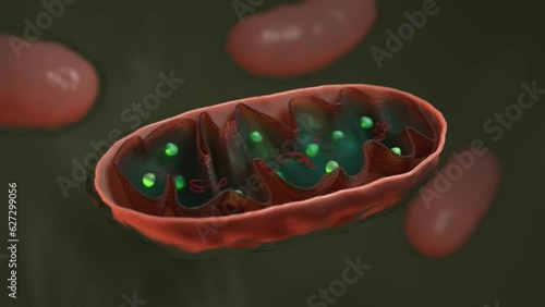 3D render, Cells Mitochondrion typical components cut-out, Mitochondria. photo
