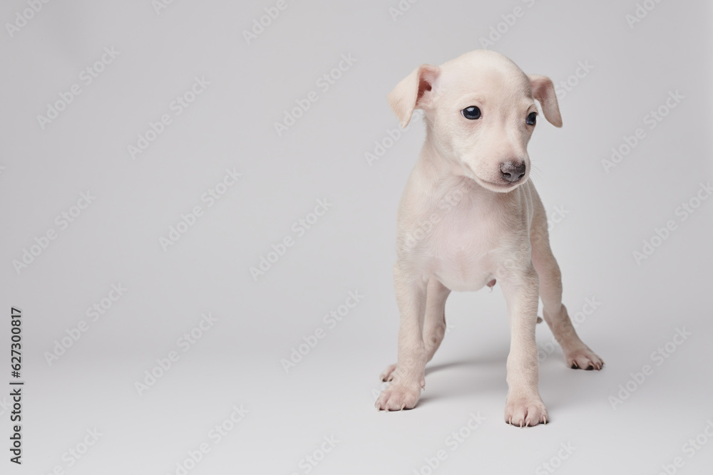 Portrait of cute Italian Greyhound puppy isolated on white studio background. Small beagle dog white beige color.