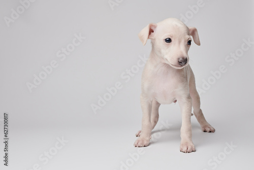 Portrait of cute Italian Greyhound puppy isolated on white studio background. Small beagle dog white beige color.