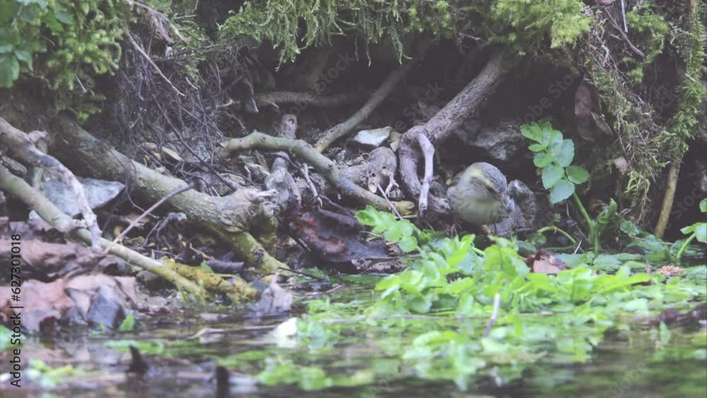 Siskin at the water Siskin at the water