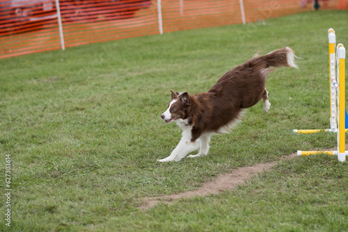 Border Collie running across the green grass