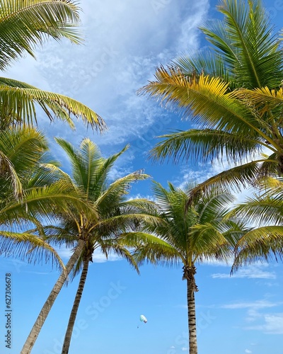 Palm trees at Playa del Carmen Beach  Mexico
