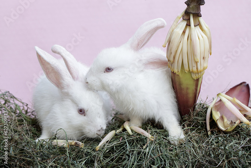 A pair of rabbits was eating wild banana flowers that fell on a rock overgrown with moss. This rodent has the scientific name Lepus nigricollis. photo