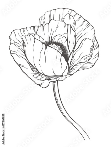 One large hand drawn outline poppy. Lush flower on long curved stem. Elegant plant linear element. Open blooming bud. Big thin petals. Vintage detailed botanical illustration. Decorative art sketch