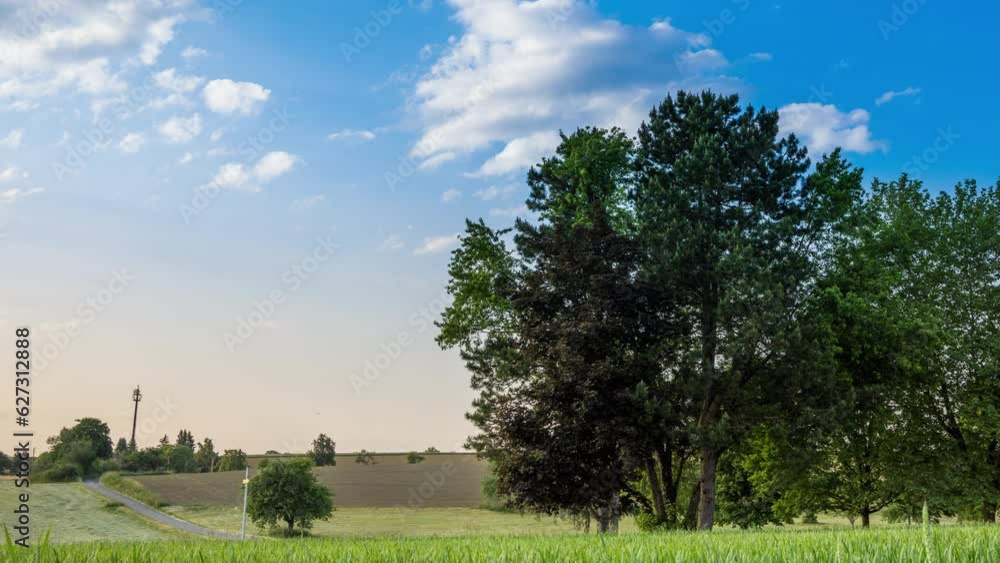 Trees stand in a wheat field in the countryside against a cloudy sky Trees stand in a wheat field in the countryside against a cloudy sky