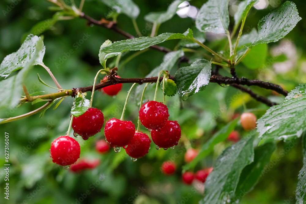 Blurred image of a branch with ripe cherries with water drops on a green background. Blurred image of a branch with ripe cherries with water drops on a green background.