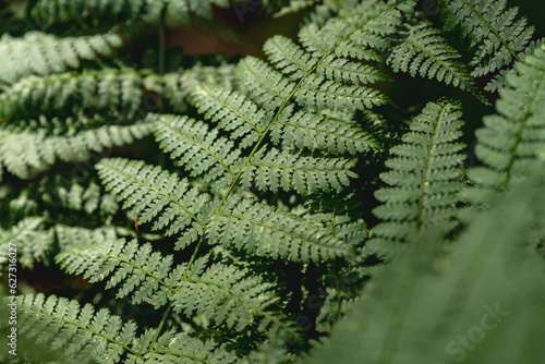 Fern leafs selective focus for design backgrounds 