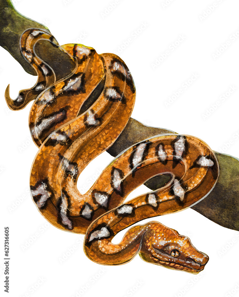 Obraz premium Orange exotic snake. Watercolor drawing of reptiles.