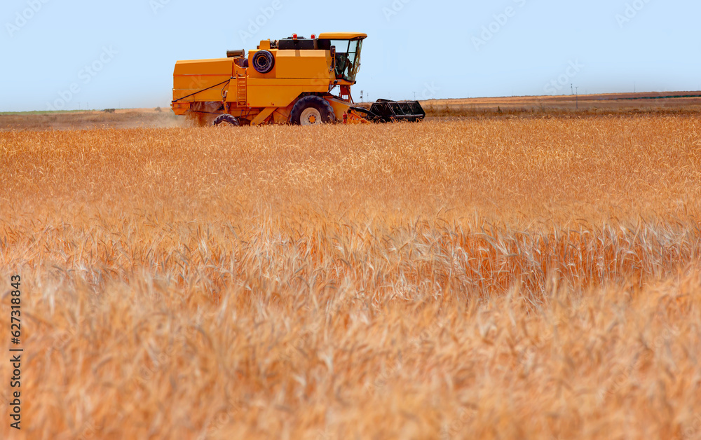 Fototapeta premium Combine harvester harvesting wheat field with amazing blue sky