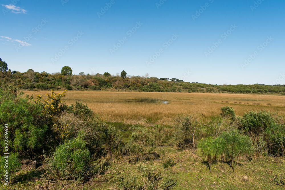 Swamp area at the Parque Natural Municipal da Ronda (Ronda Municipal Natural Park) in Sao Francisco de Paula, South of Brazil