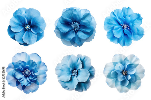 Selection of various blue flowers isolated on transparent background © degungpranasiwi