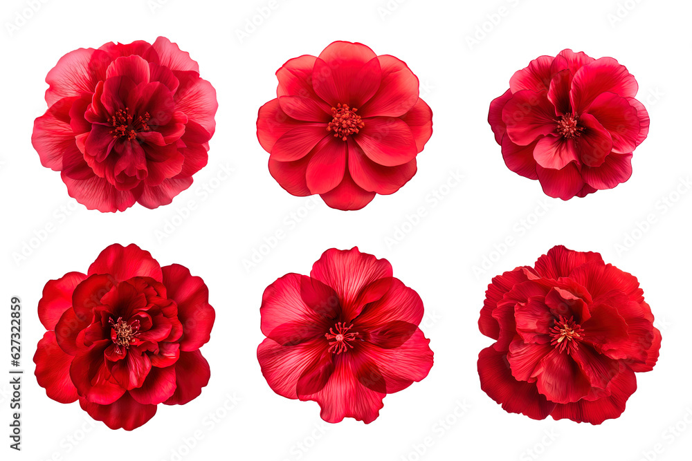 Selection of various red flowers isolated on transparent background Selection of various red flowers isolated on transparent background