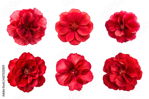 Fototapeta Naklejka Na Ścianę i Meble -  Selection of various red flowers isolated on transparent background