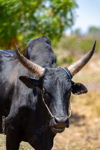 Close-up portrait of a majestic Zebu in Kivalo, Madagascar. Capturing the essence of rural life and livestock in Africa. photo