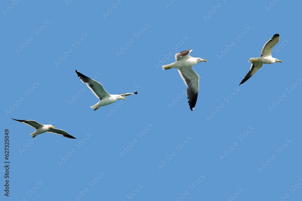Seagulls flying with open wings and blue sky in the background. Seagulls flying with open wings and blue sky in the background.