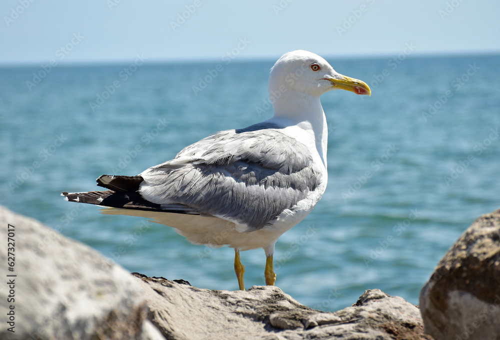 Seagull on a rock next to the sea