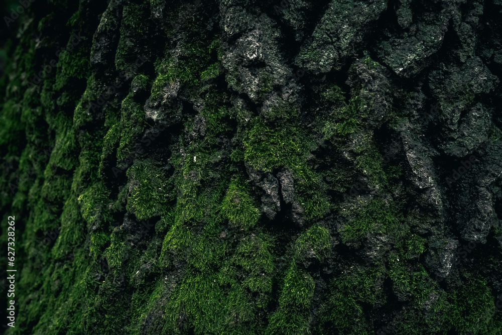 Moss on an old tree bark Moss on an old tree bark