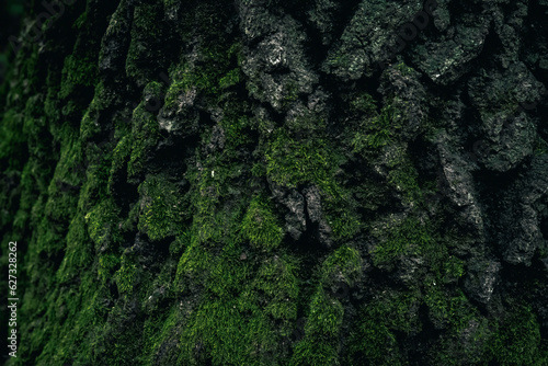 Moss on an old tree bark