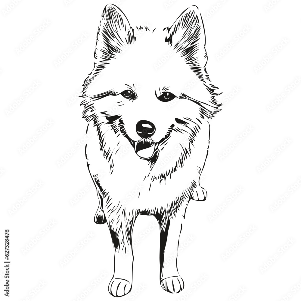 American Eskimo dog portrait in vector, animal hand drawing for tattoo or tshirt print illustration American Eskimo dog portrait in vector, animal hand drawing for tattoo or tshirt print illustration