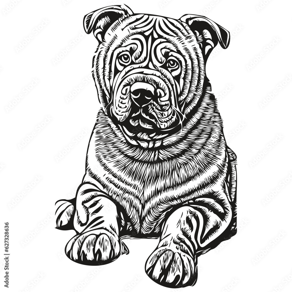 Chinese Shar Pei dog vector face drawing portrait, sketch vintage style transparent background realistic breed pet Chinese Shar Pei dog vector face drawing portrait, sketch vintage style transparent background realistic breed pet