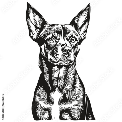 German Pinscher dog portrait in vector, animal hand drawing for tattoo or tshirt print illustration