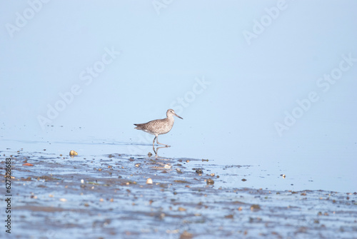 Willet wading into calm waters