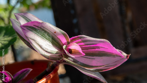 Tradescantia zebrina or spiderwort purple and green striped leaves background photo