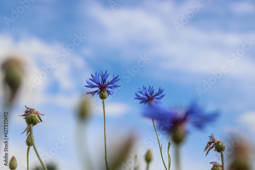 Beautiful blue cornflowers against the blue sky
