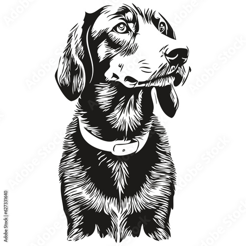 Black and Tan Coonhound dog pet sketch illustration, black and white engraving vector