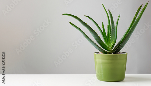 Aloe vera in pot on white table. Front view. Place for text  copy space  mockup