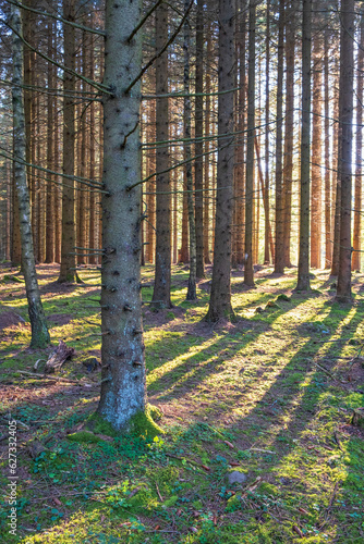 Spruce forest with sunshine between the trunks in backlight
