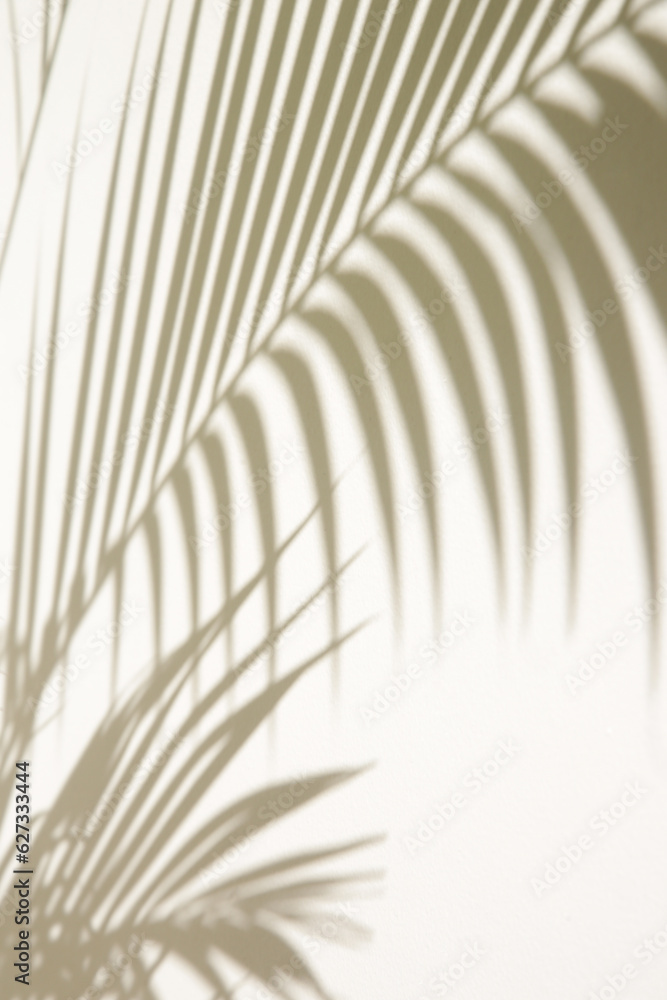 Fototapeta premium Palm tree shadows on white wall 
