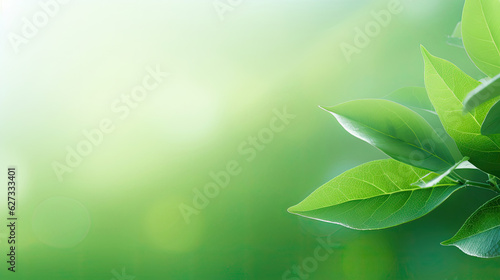 Green leaf background for product showcase