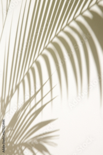 Palm tree shadows on white wall 