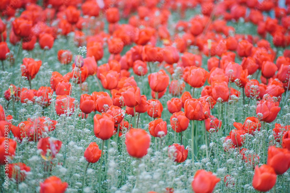 Obraz premium colorful tulip background close-up view