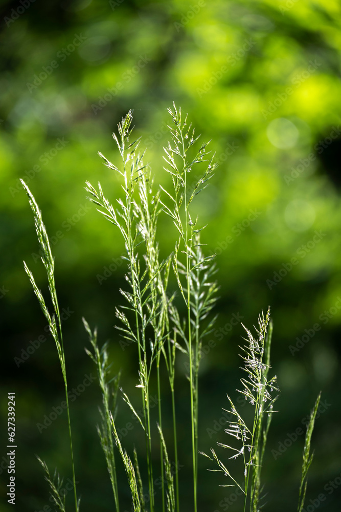 Minimal nature detail, environment concept, space for text Minimal nature detail, environment concept, space for text