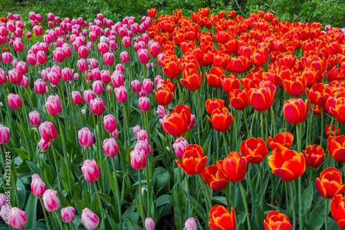 Colorful spring meadow with lot red tulip power play and pink tulip dutch design flowers. Nature, floral, blooming and gardening concept