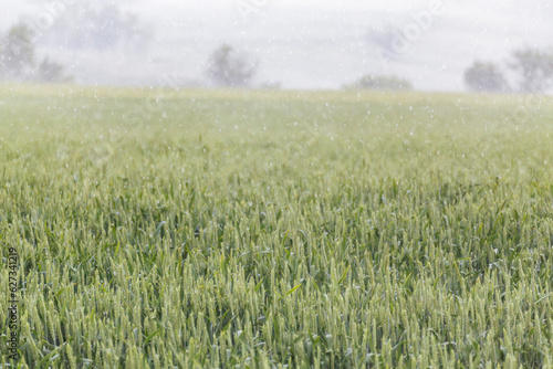 Green wheat field landscape in rainy weather. Young spring barley ears growing with blurred foggy background. Agriculture in Ukraine