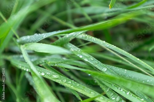 Green spring grass leaves in shiny rain water drops close-up with background blur. Nature fresh patterns
