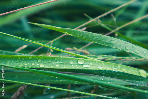 Green spring grass leaves in rain water drops close-up. Nature fresh patterns
