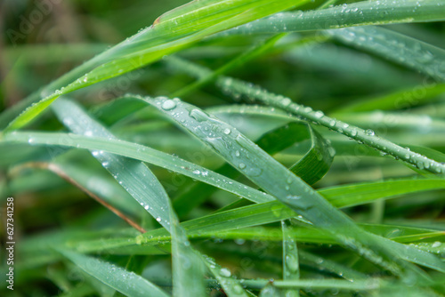 Green spring grass leaves in rain water drops close-up with blur. Nature fresh patterns