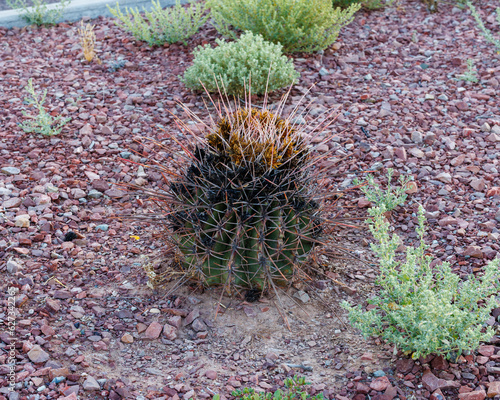 Ferocactus wislizeni, also called a fishhook barrel cactus, is a flowering plant in the cactus family Cactaceae. Native to northern Mexico and the southern United States. 