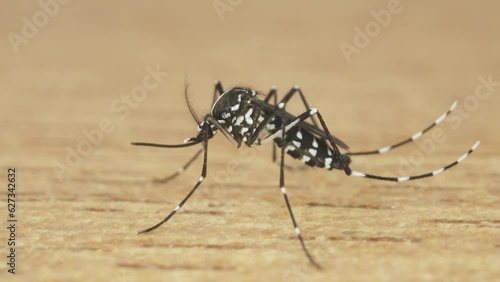 Tiger mosquito on the floor