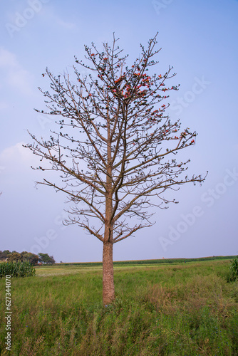 Lonely Bombax ceiba tree  in the field under the blue sky