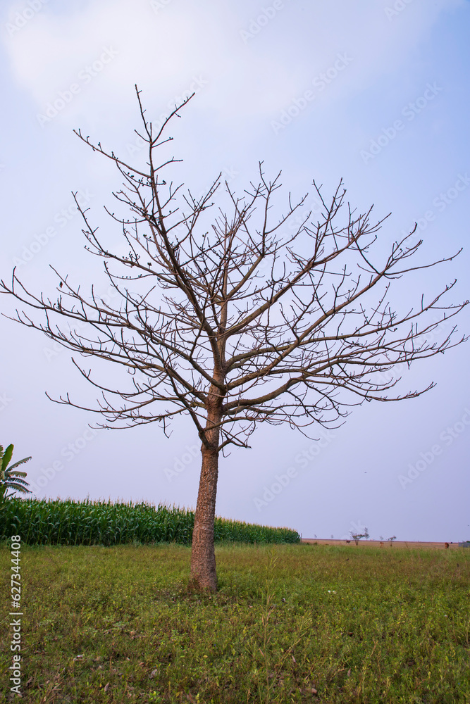 Obraz premium Lonely Bombax ceiba tree in the field under the blue sky