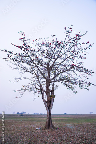 Lonely Bombax ceiba tree  in the field under the blue sky