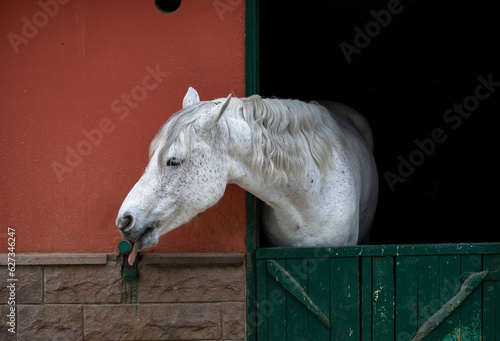 Horse stall with horse poking head out